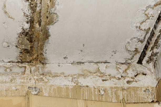 Best Basement Mold Removal  in Landrum, SC