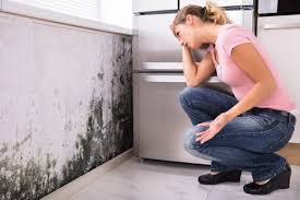 Best Commercial Mold Inspection  in Landrum, SC